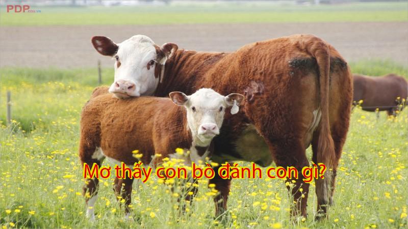 Mơ thấy con bò đánh con gì?