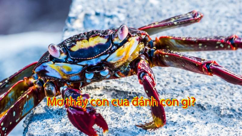 Mơ thấy con cua đánh con gì?