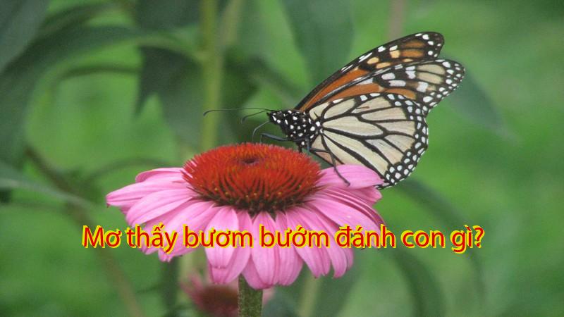 Mơ thấy bươm bướm đánh con gì?