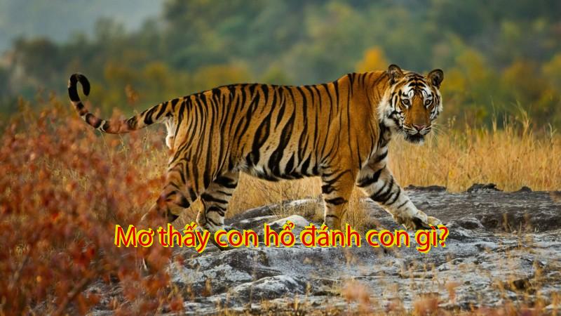 Mơ thấy con hổ đánh con gì?