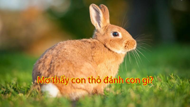 Mơ thấy con thỏ đánh con gì?