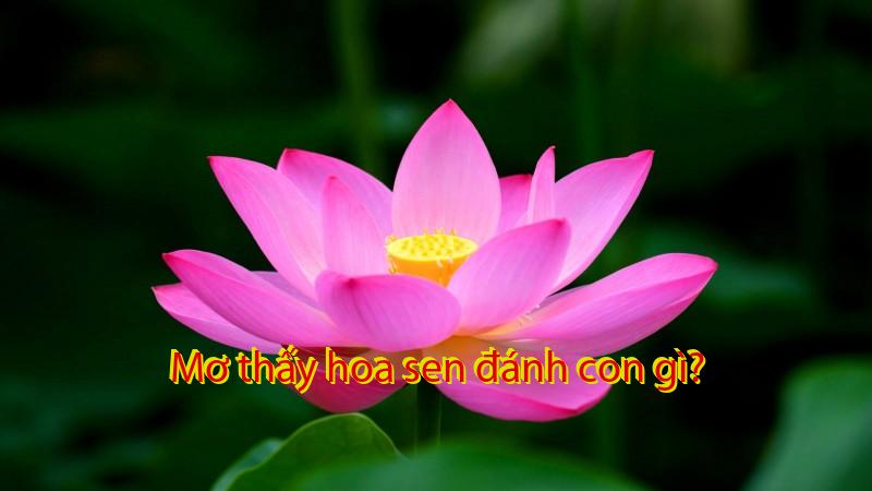 Mơ thấy hoa sen đánh con gì?