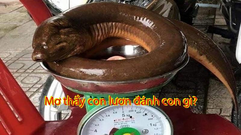 Mơ thấy con lươn đánh con gì?