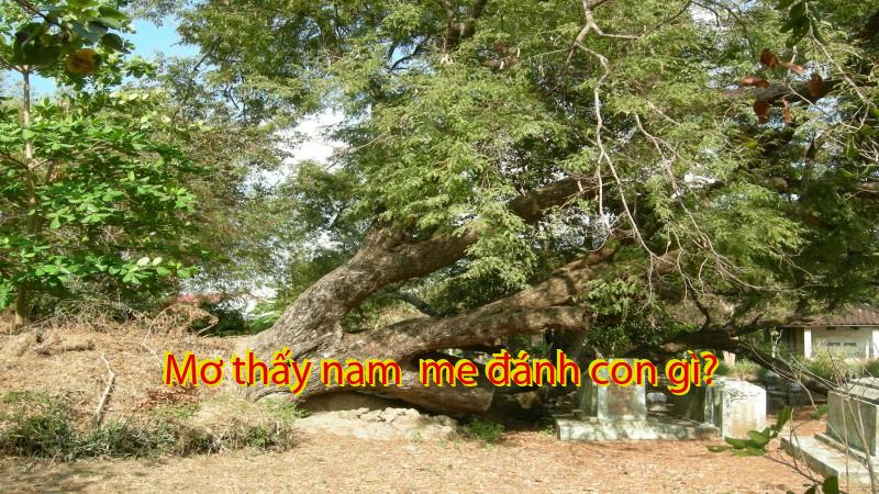 Mơ thấy nam  me đánh con gì?