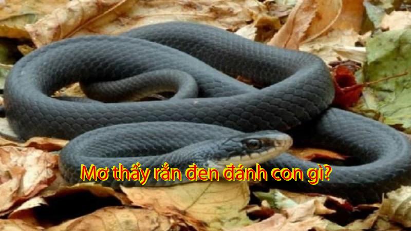 Mơ thấy rắn đen đánh con gì?