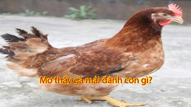 Mơ thấy gà mái đánh con gì?