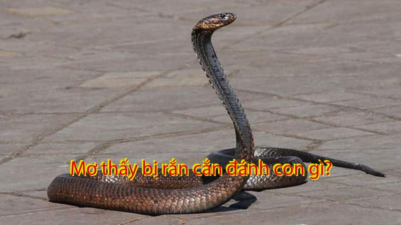 Mơ thấy rắn cắn đánh con gì?