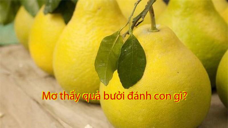 Mơ thấy quả bưởi đánh con gì?