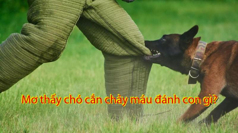 Mơ thấy chó cắn chảy máu đánh con gì?