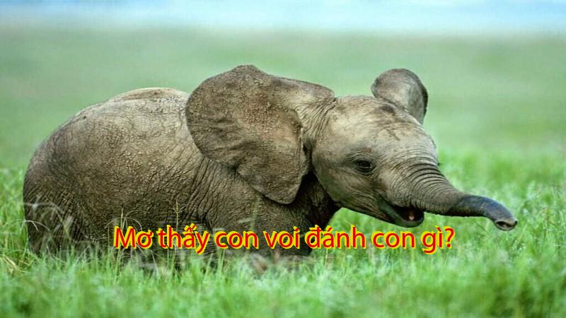 Mơ thấy con voi đánh con gì?