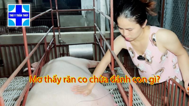Mơ thấy răn co chửa đánh con gì?