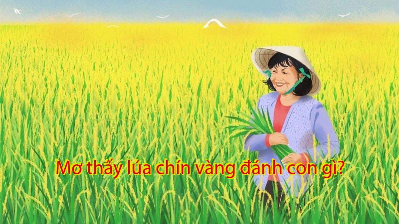 Mơ thấy lúa chín vàng đánh con gì?
