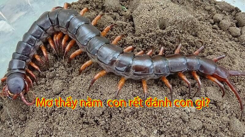 Mơ thấy nằm  con rết đánh con gì?