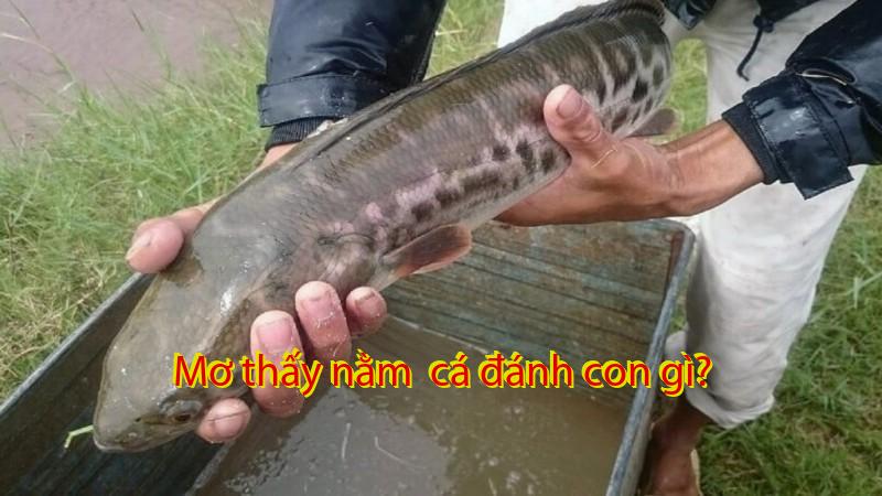 Mơ thấy nằm  cá đánh con gì?