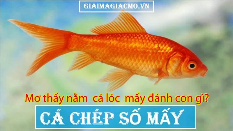 Mơ thấy nằm  cá lóc  mấy đánh con gì?