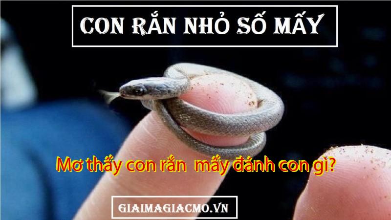 Mơ thấy con rắn  mấy đánh con gì?