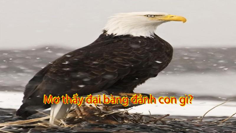 Mơ thấy đại bàng đánh con gì?