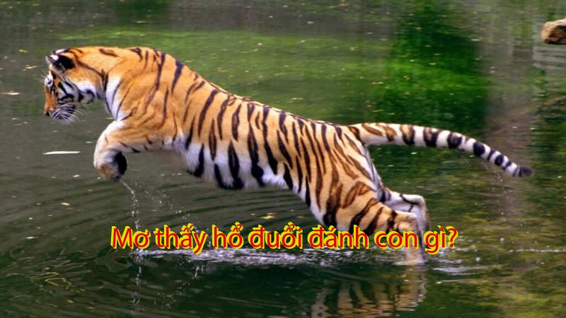 Mơ thấy hổ đuổi đánh con gì?