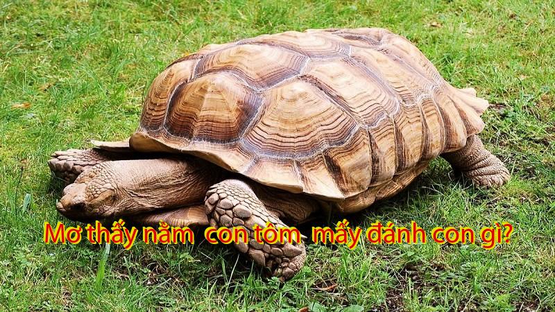 Mơ thấy nằm  con tôm  mấy đánh con gì?