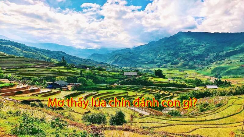 Mơ thấy lúa chín đánh con gì?