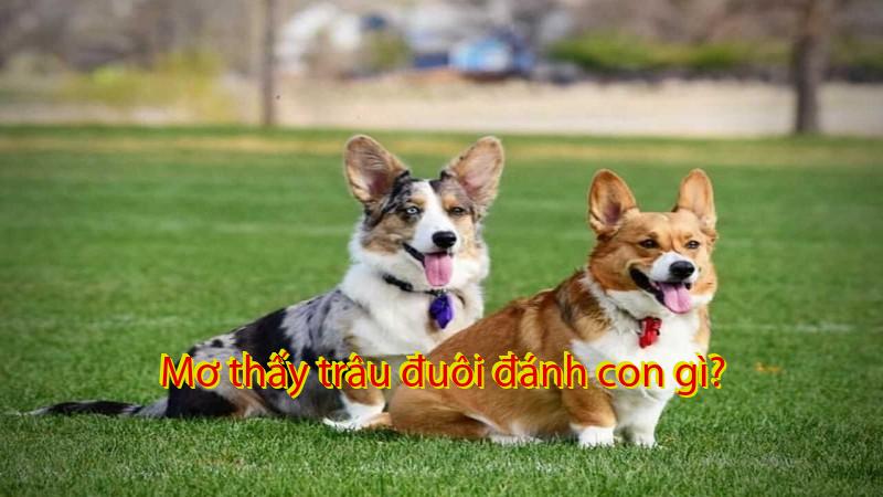 Mơ thấy trâu đuôi đánh con gì?