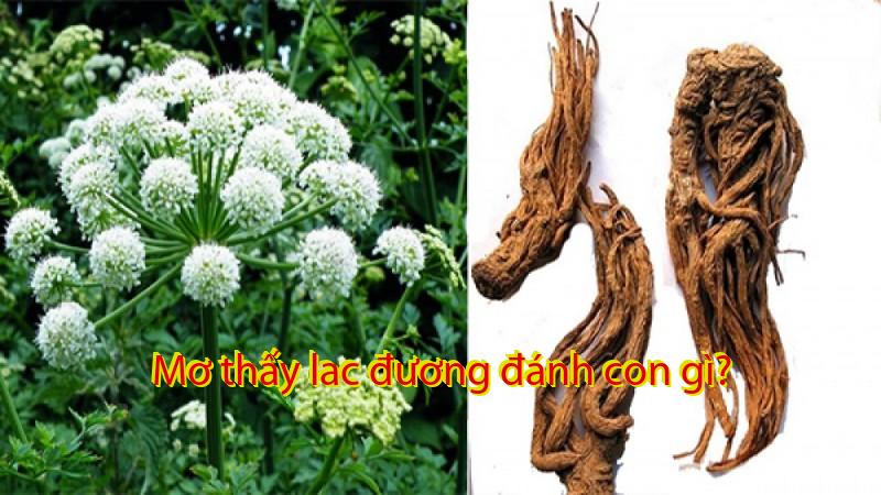 Mơ thấy lac đương đánh con gì?