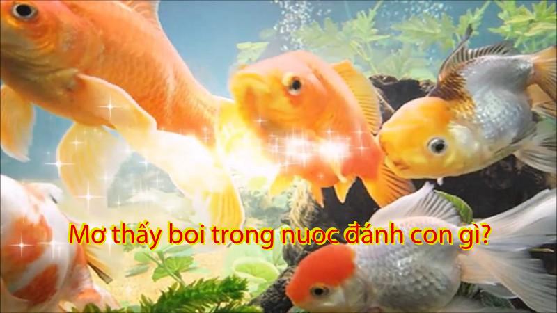 Mơ thấy boi trong nuoc đánh con gì?