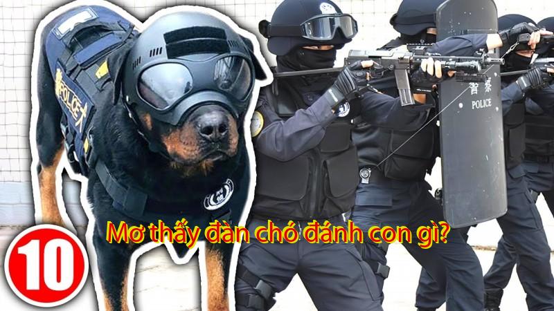 Mơ thấy đàn chó đánh con gì?