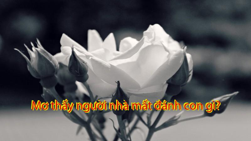 Mơ thấy người nhà mất đánh con gì?
