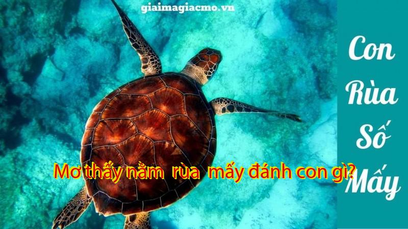 Mơ thấy nằm  rùa  mấy đánh con gì?