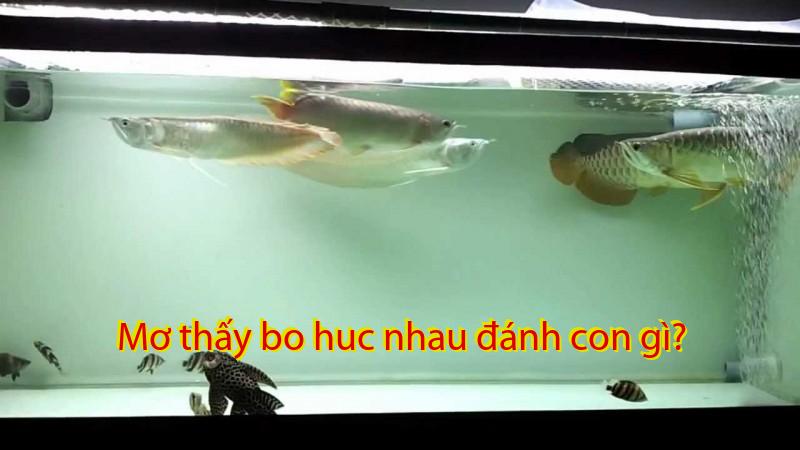 Mơ thấy bo huc nhau đánh con gì?