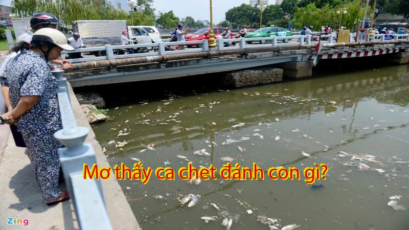 Mơ thấy ca chet đánh con gì?