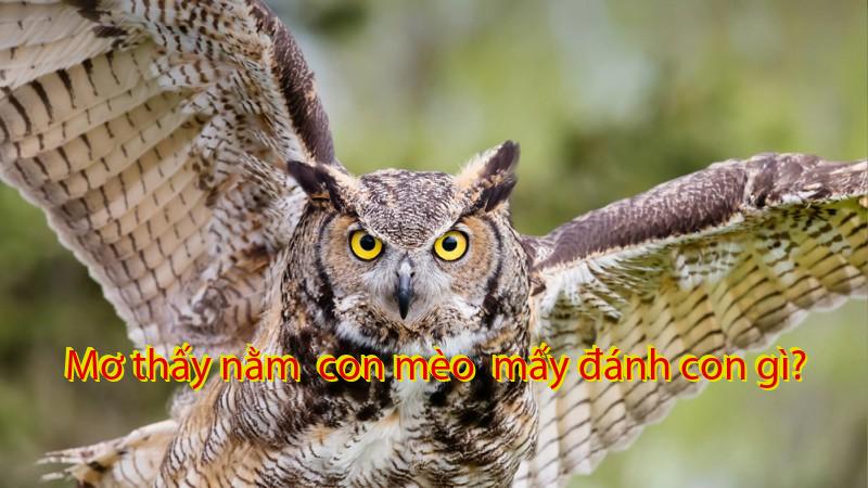 Mơ thấy nằm  con mèo  mấy đánh con gì?