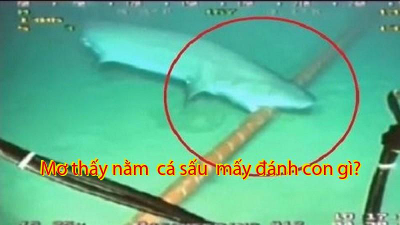 Mơ thấy nằm  cá sấu  mấy đánh con gì?