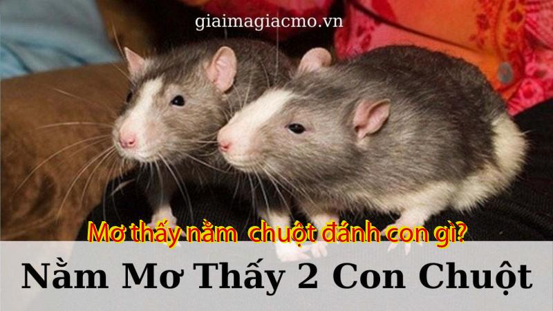 Mơ thấy nằm  chuột đánh con gì?