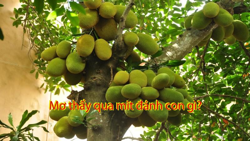 Mơ thấy qua mit đánh con gì?
