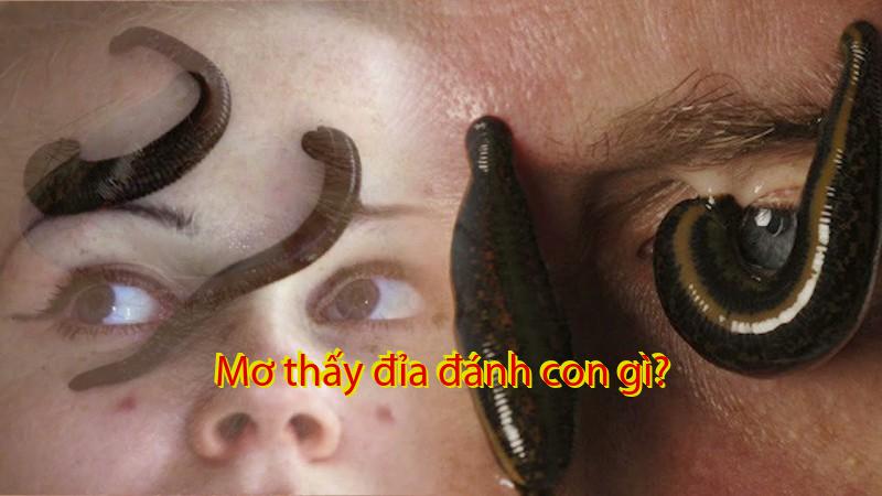 Mơ thấy đỉa đánh con gì?