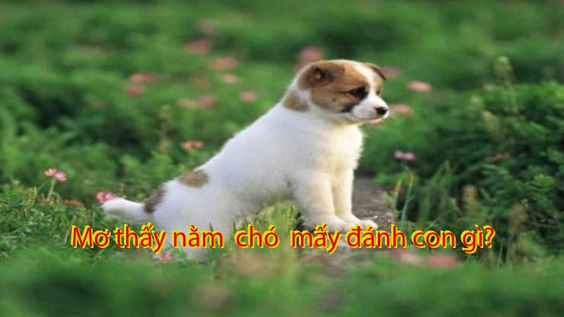 Mơ thấy nằm  chó  mấy đánh con gì?