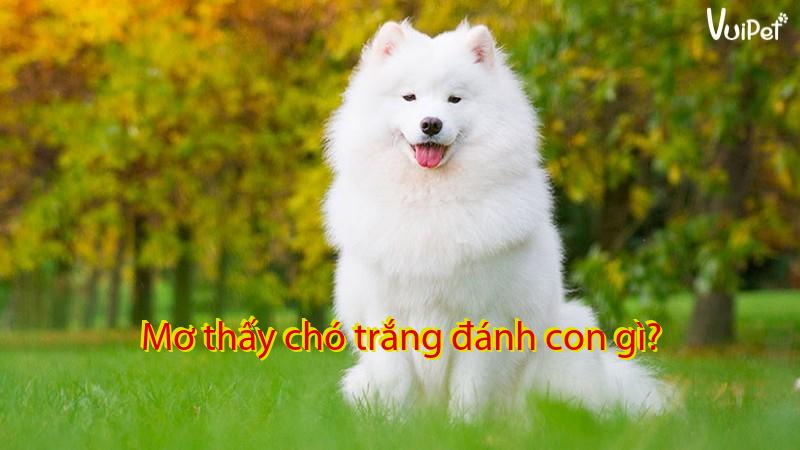 Mơ thấy chó trắng đánh con gì?