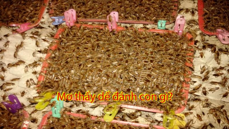 Mơ thấy dế đánh con gì?