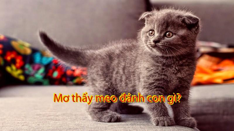 Mơ thấy meo đánh con gì?