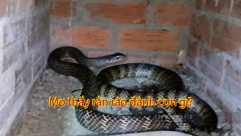 Mơ thấy rắn ráo đánh con gì?