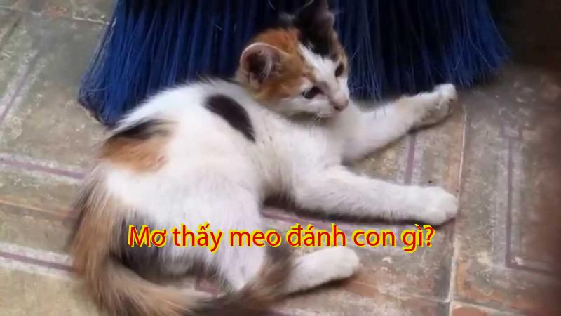 Mơ thấy meo đánh con gì?