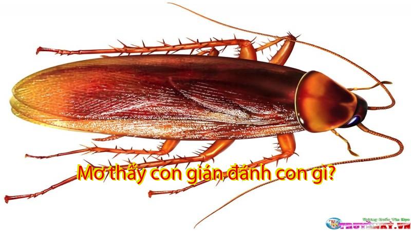 Mơ thấy con gián đánh con gì?