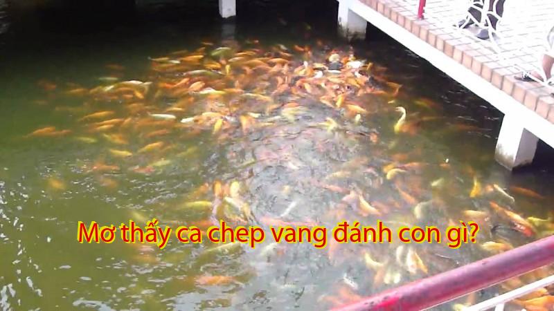 Mơ thấy ca chep vang đánh con gì?