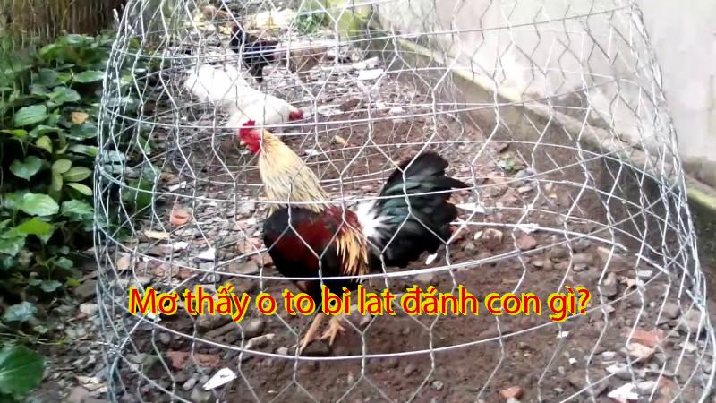 Mơ thấy o to bi lat đánh con gì?