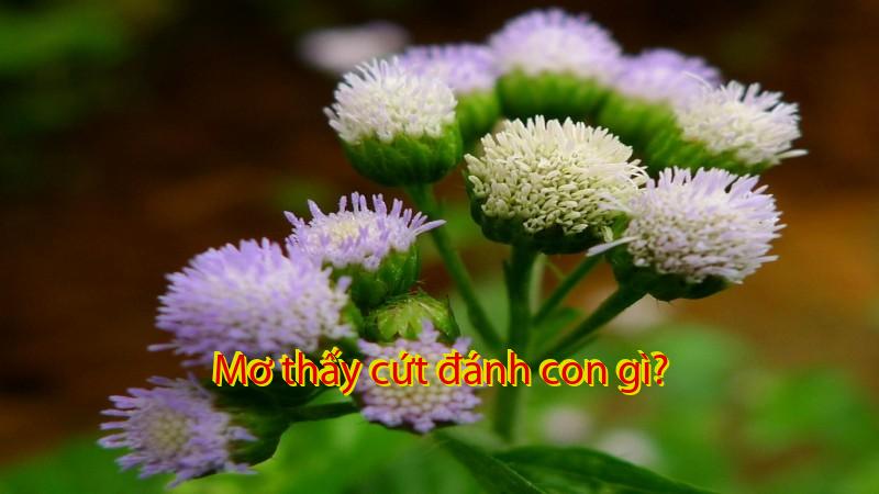 Mơ thấy cứt đánh con gì?