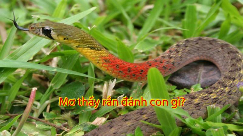 Giải mã giấc mơ 